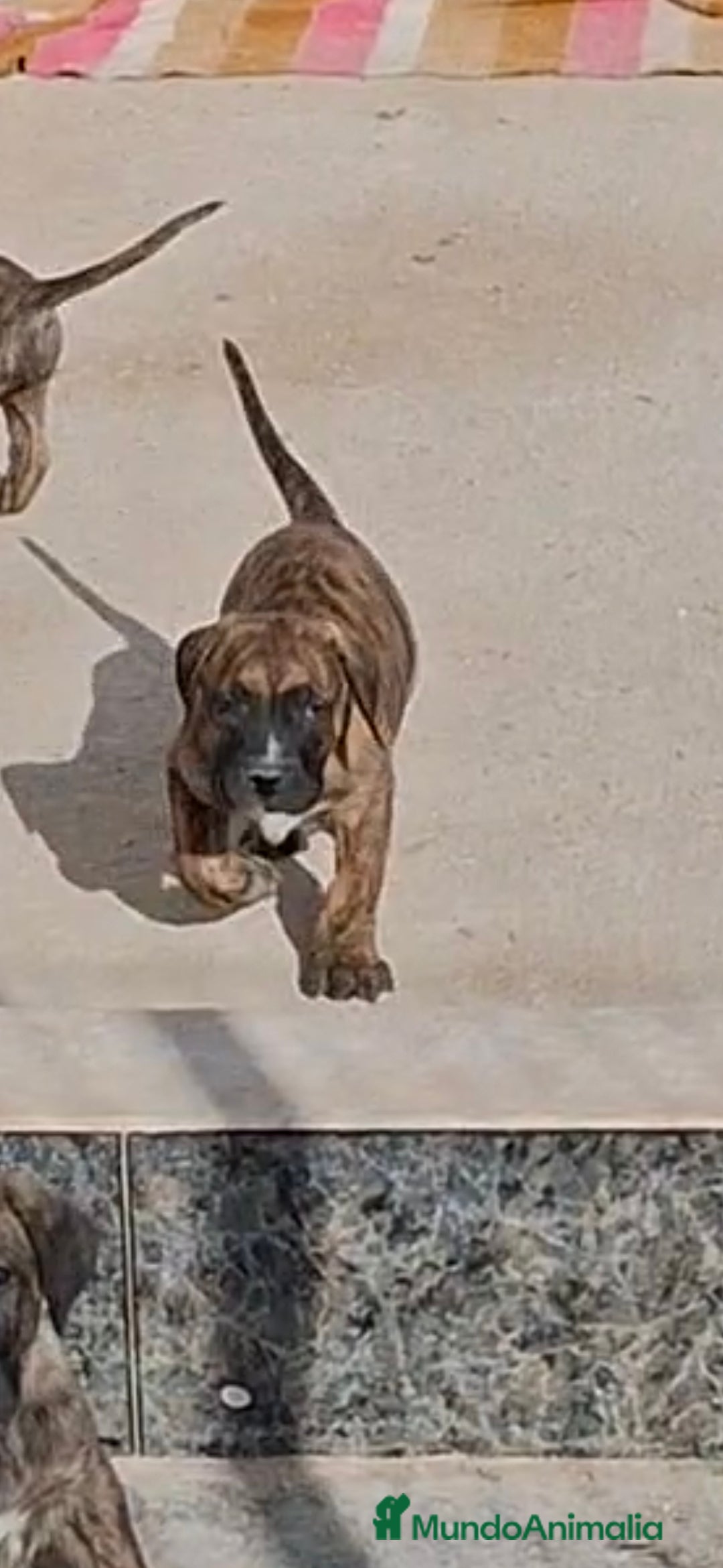 Presa Canario perros en venta: Presa canario - Anuncio 3
