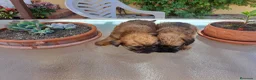 Grifón de Bruselas perros en venta: GRIFFON DE BRUSELAS - Anuncio 4