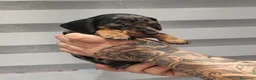 Teckel perros en venta: 🌟ÚLTIMA PAREJA DE TEKEL y Negros fuego🌟 - Anuncio 9