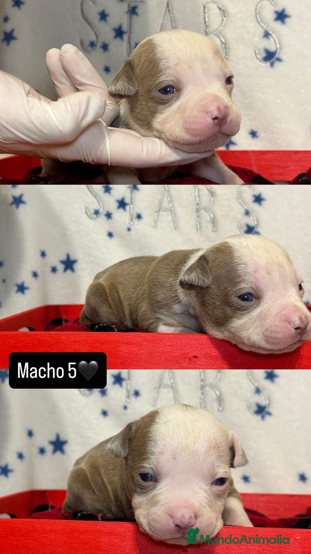 American Pit Bull Terrier perros en venta: PITBULL CALIDAD 💯 - Anuncio 1