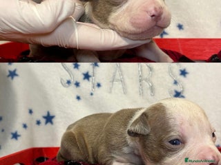 American Pit Bull Terrier perros PITBULL CALIDAD 💯 - Anuncio 1