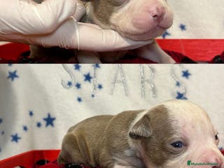 American Pit Bull Terrier perros PITBULL CALIDAD 💯 - Anuncio 2