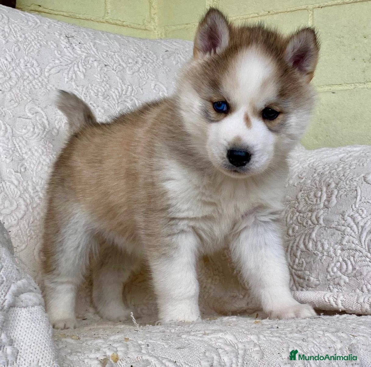 Husky Siberiano perros Husky Siberiano  - Anuncio 1