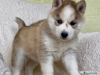Husky Siberiano perros Husky Siberiano - Anuncio 1