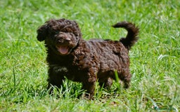 Perro de Agua Español perros en venta: Cachorras hembras de perro de agua español - Imagen 17