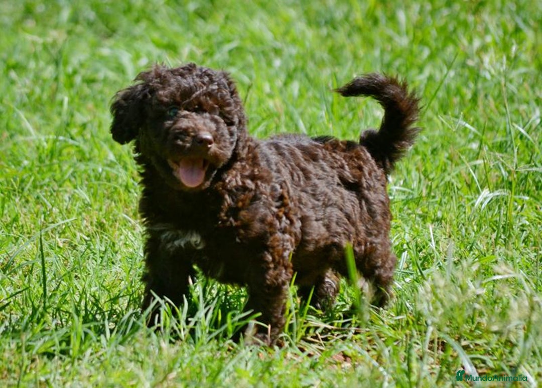 Perro de Agua Español perros en venta: Cachorras hembras de perro de agua español - Imagen 17