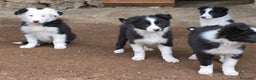 Border Collie perros en venta: Cachorros border collie de 2 meses  - Anuncio 6