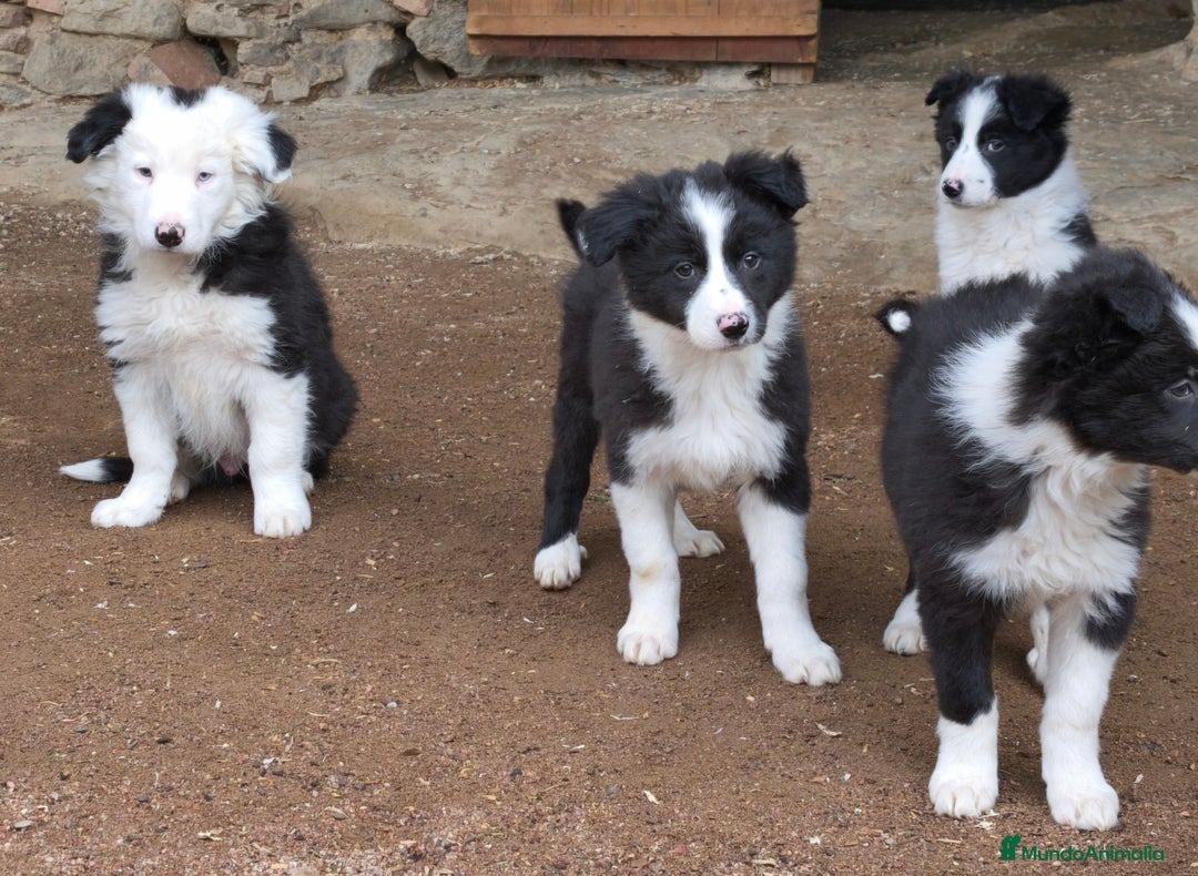 Border Collie perros en venta: Cachorros border collie de 2 meses  - Anuncio 6