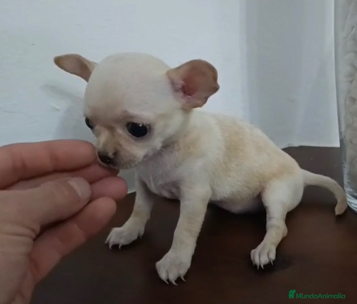 Chihuahua perros Chihuahua  - Anuncio 1