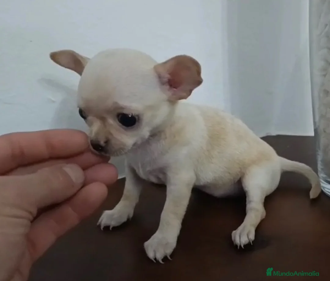 Chihuahua perros en venta: Chihuahua  - Anuncio 1
