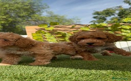 Caniche Toy perros en venta: CANICHE TOY MACHOS - Imagen 4