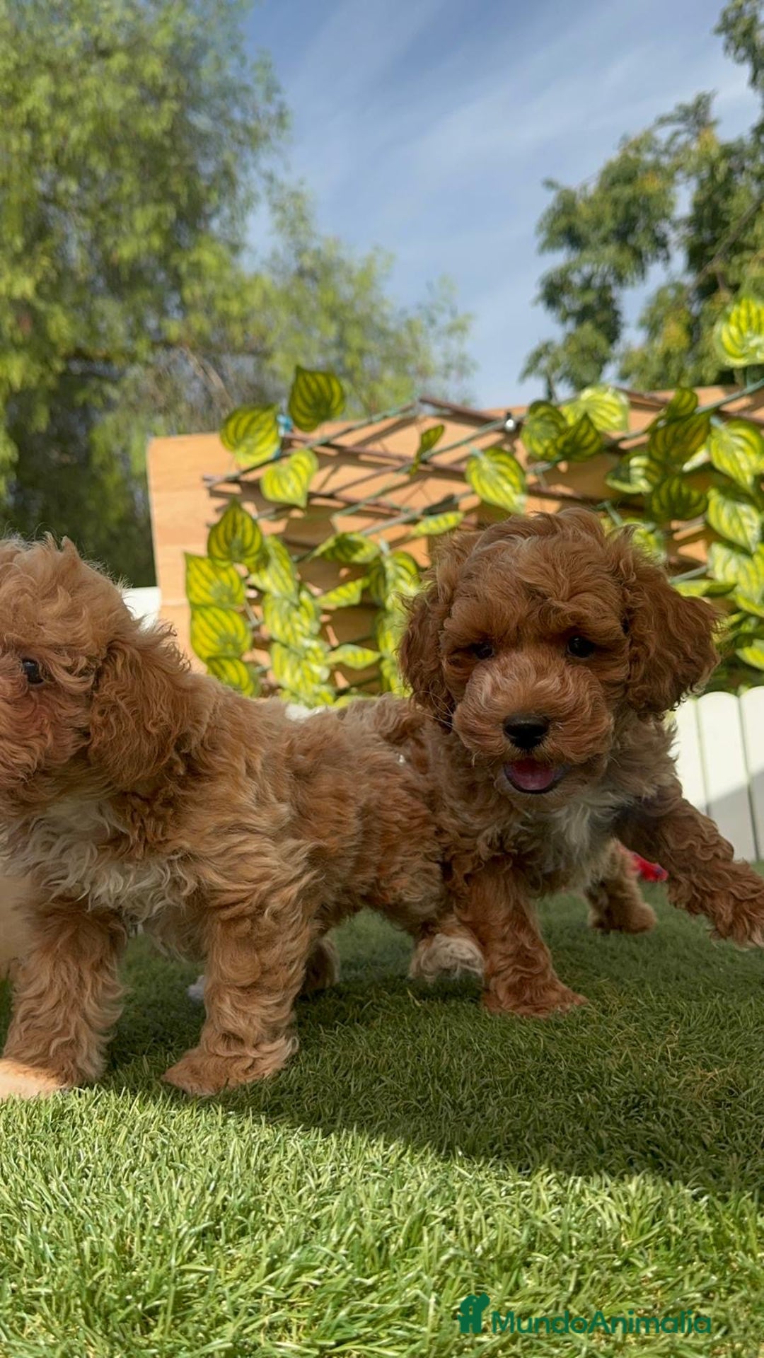 Caniche Toy perros en venta: CANICHE TOY MACHOS - Imagen 4