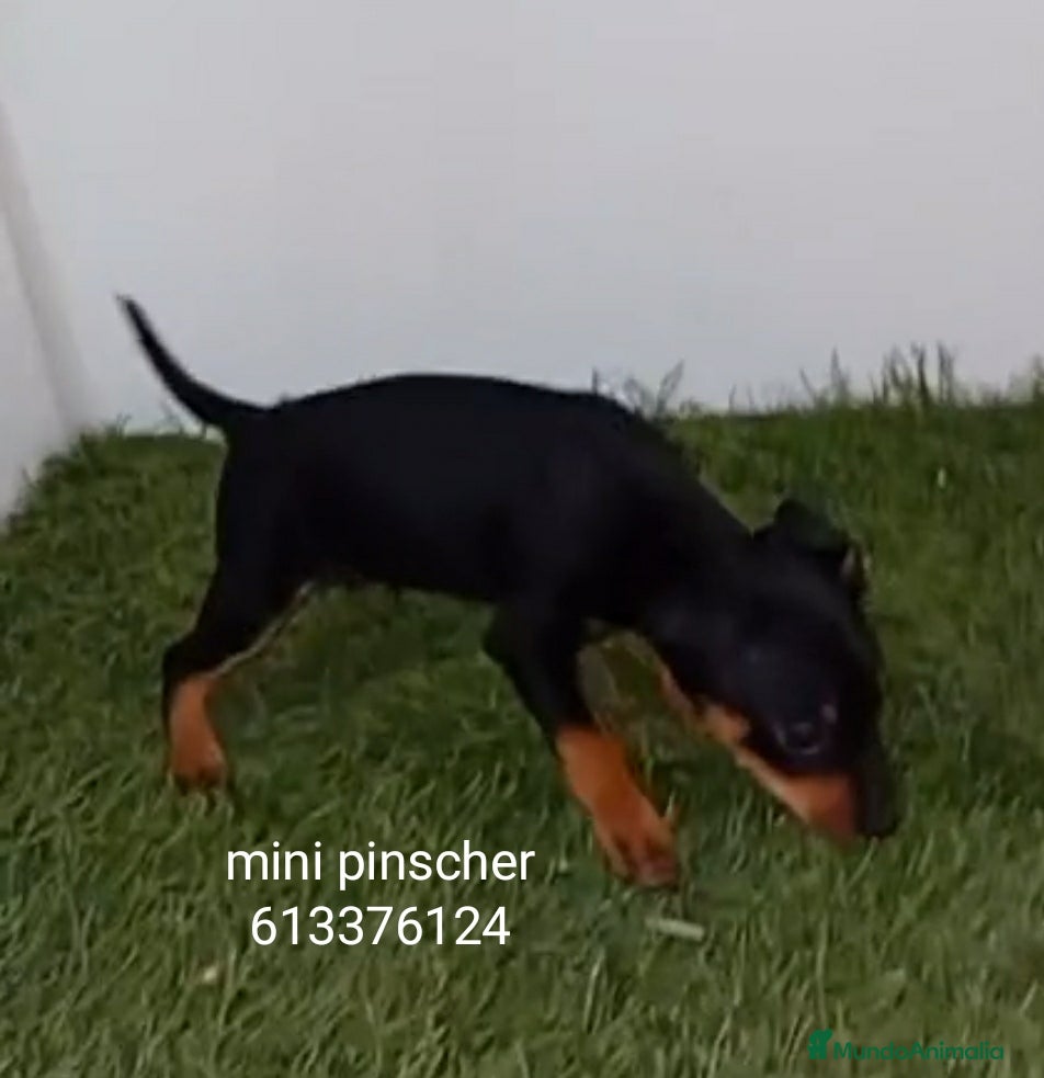 Pinscher Miniatura perros Excelentes cachorros pinscher en miniatura  - Anuncio 2