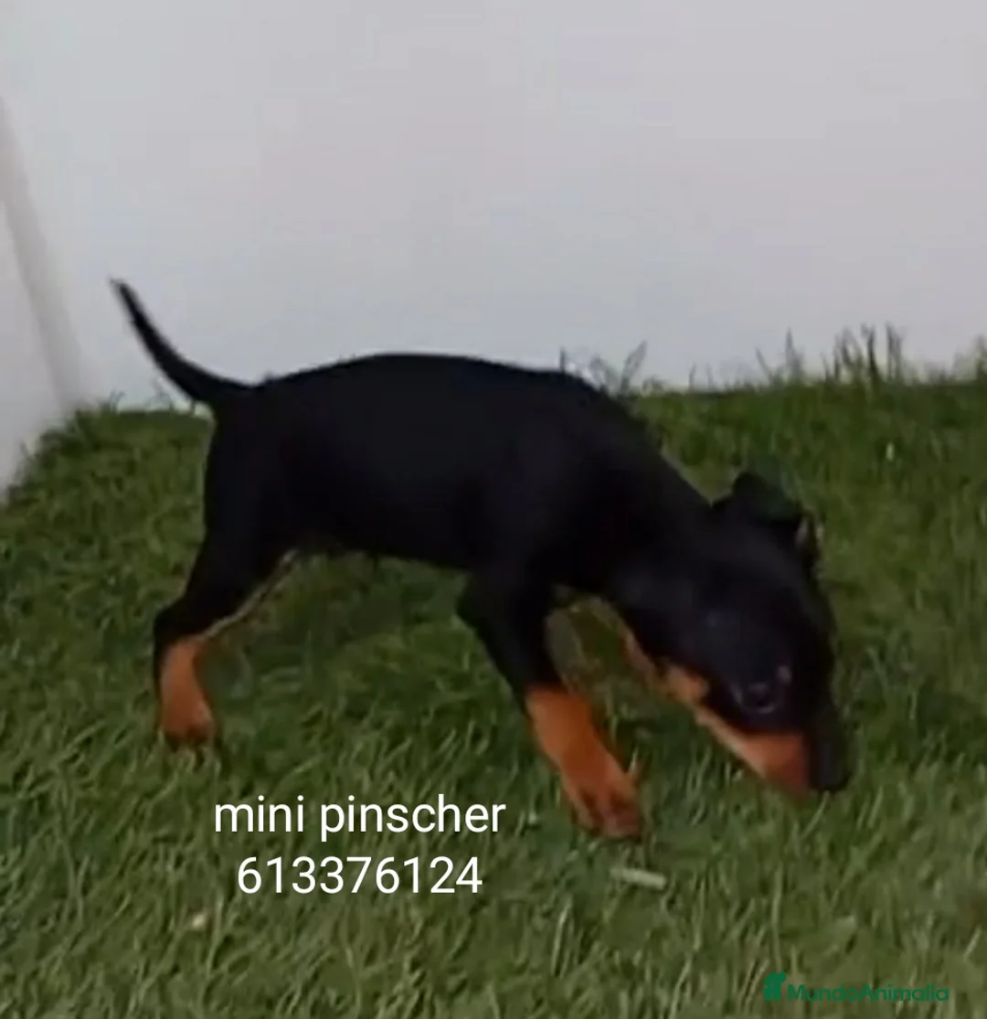 Pinscher Miniatura perros en venta: Excelentes cachorros pinscher en miniatura  - Anuncio 1