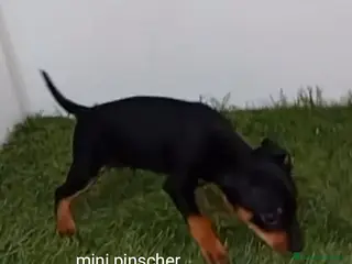 Pinscher Miniatura perros Excelentes cachorros pinscher en miniatura - Anuncio 2