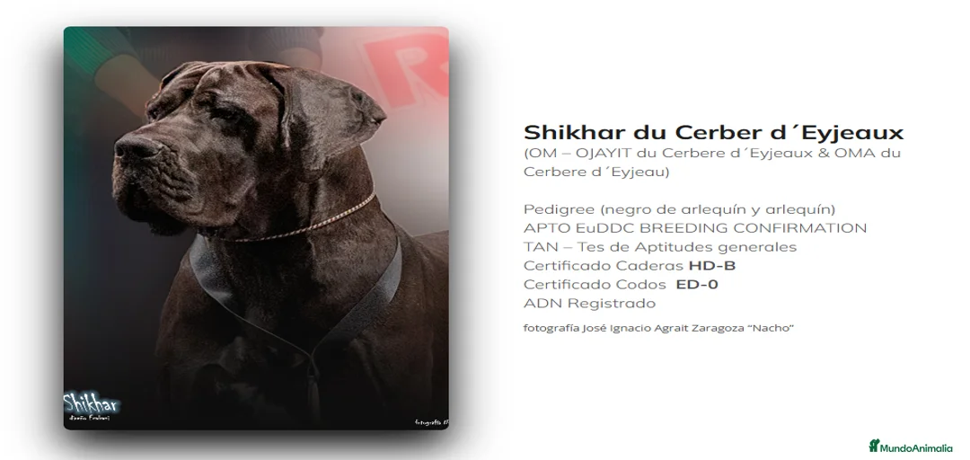 Imagen de galería {{count}}