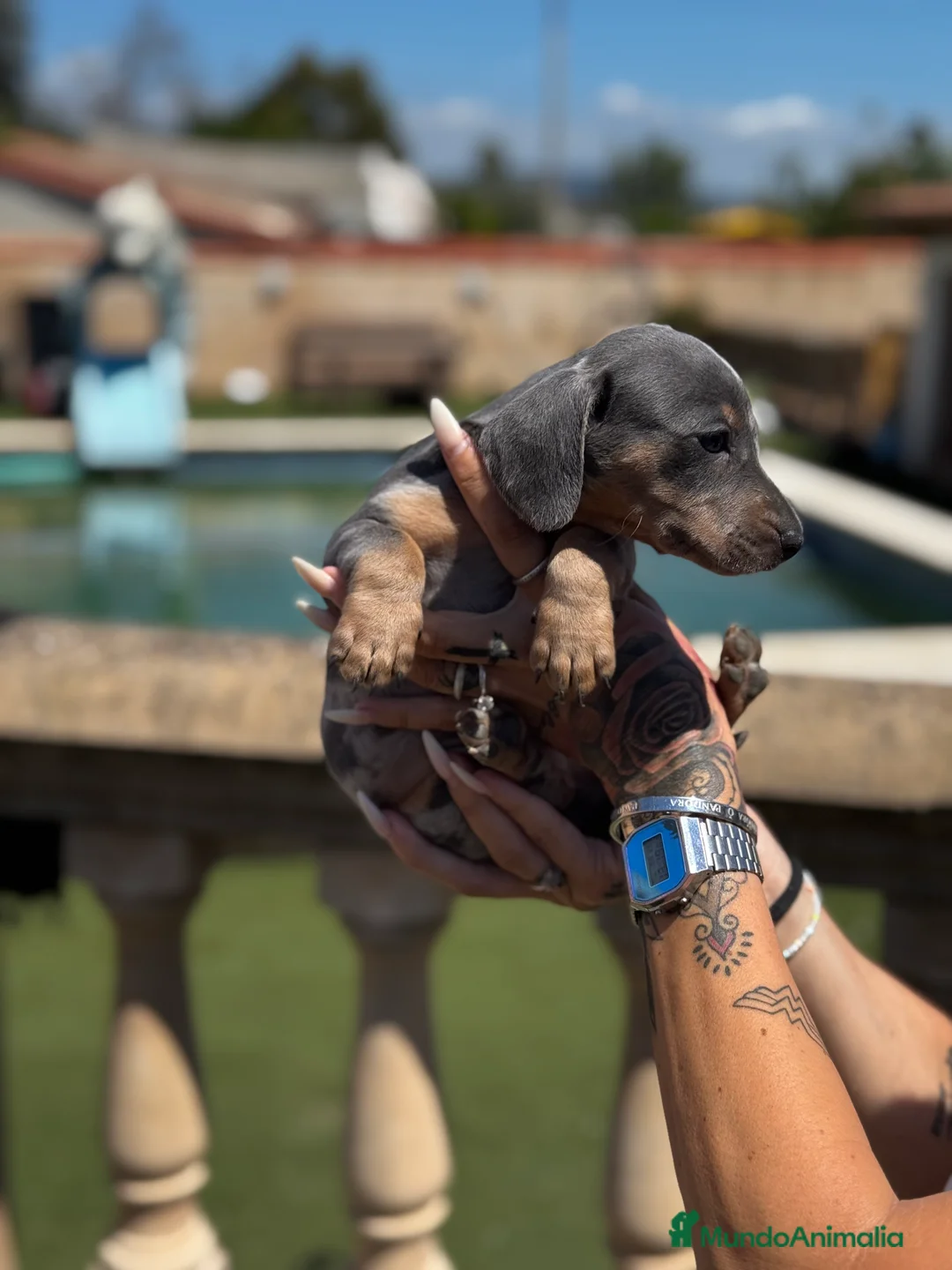 Teckel Miniatura perros en venta: Teckel mni en Illes Balears - Anuncio 6