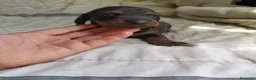 Teckel perros en venta: Teckel macho💙🐾 - Anuncio 3