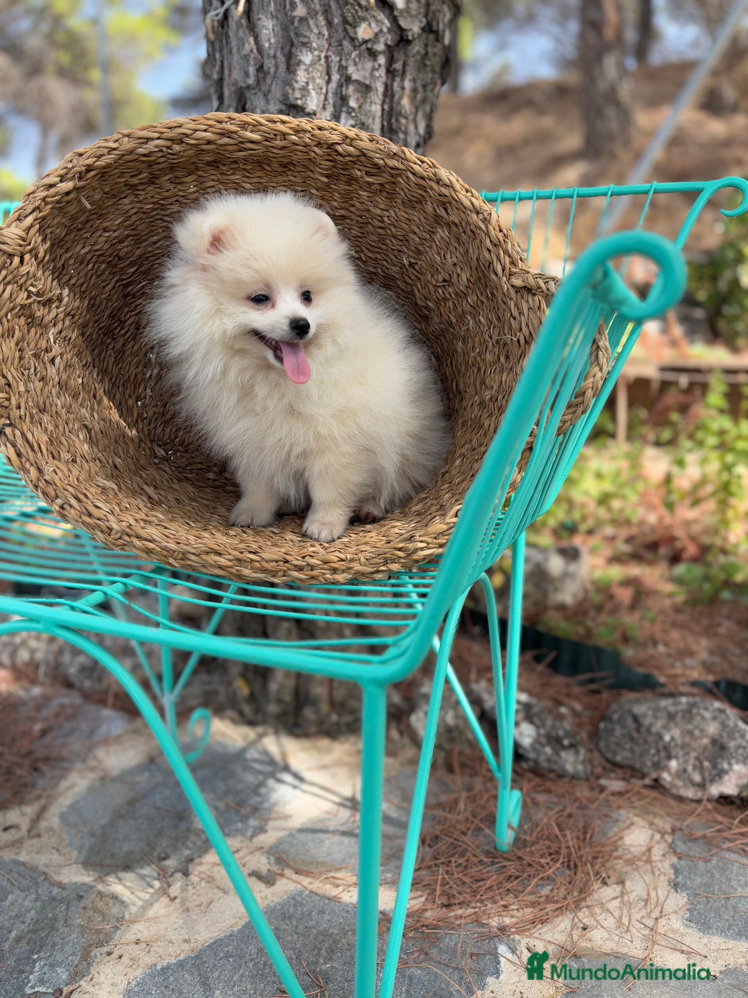 Pomerania perros en venta: Pomerania Macho 4 meses  - Anuncio 7