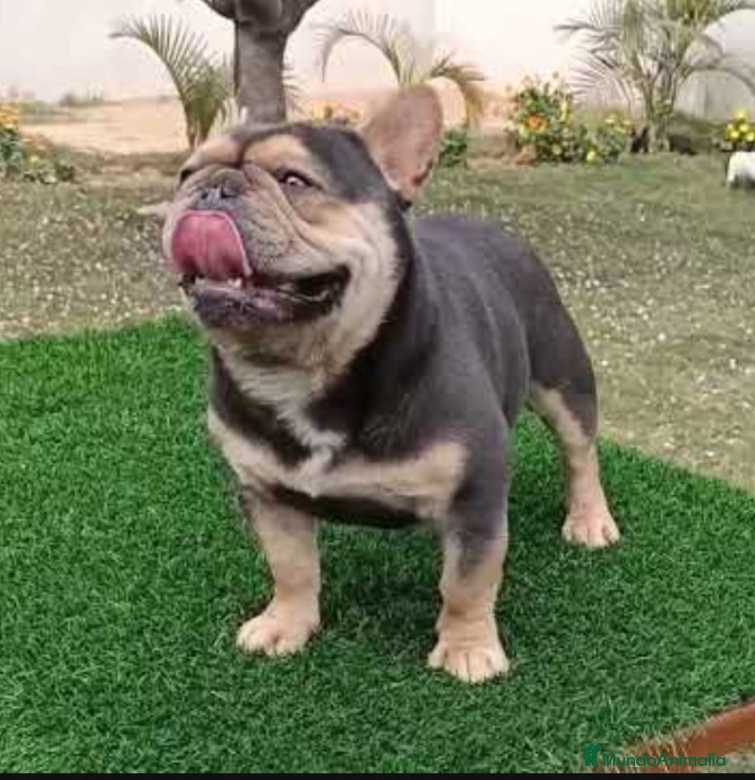 Bulldog Francés perros en venta: ‼️‼️BULLDOG FRANCES EXÓTICOS  - Imagen 5