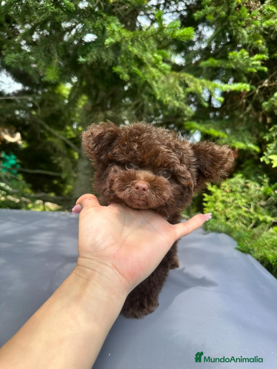 Caniche Toy perros en venta: Machito tea cup - Imagen 1