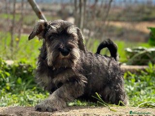Schnauzer Miniatura perros en Barcelona - Anuncio 14