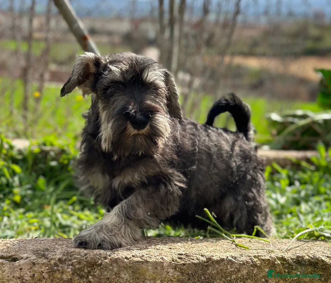 Schnauzer Miniatura perros en venta: SCHNAUZER SAL Y PIMIENTA MACHO DISPONIBLE en Barcelona - Anuncio 1