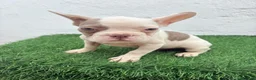 Bulldog Francés perros en venta: Bulldog frances  - Anuncio 11