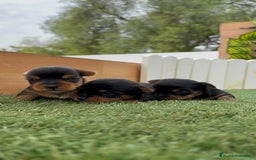Yorkshire Terrier perros en venta: YORKSHIRE TERRIER MACHOS - Imagen 2