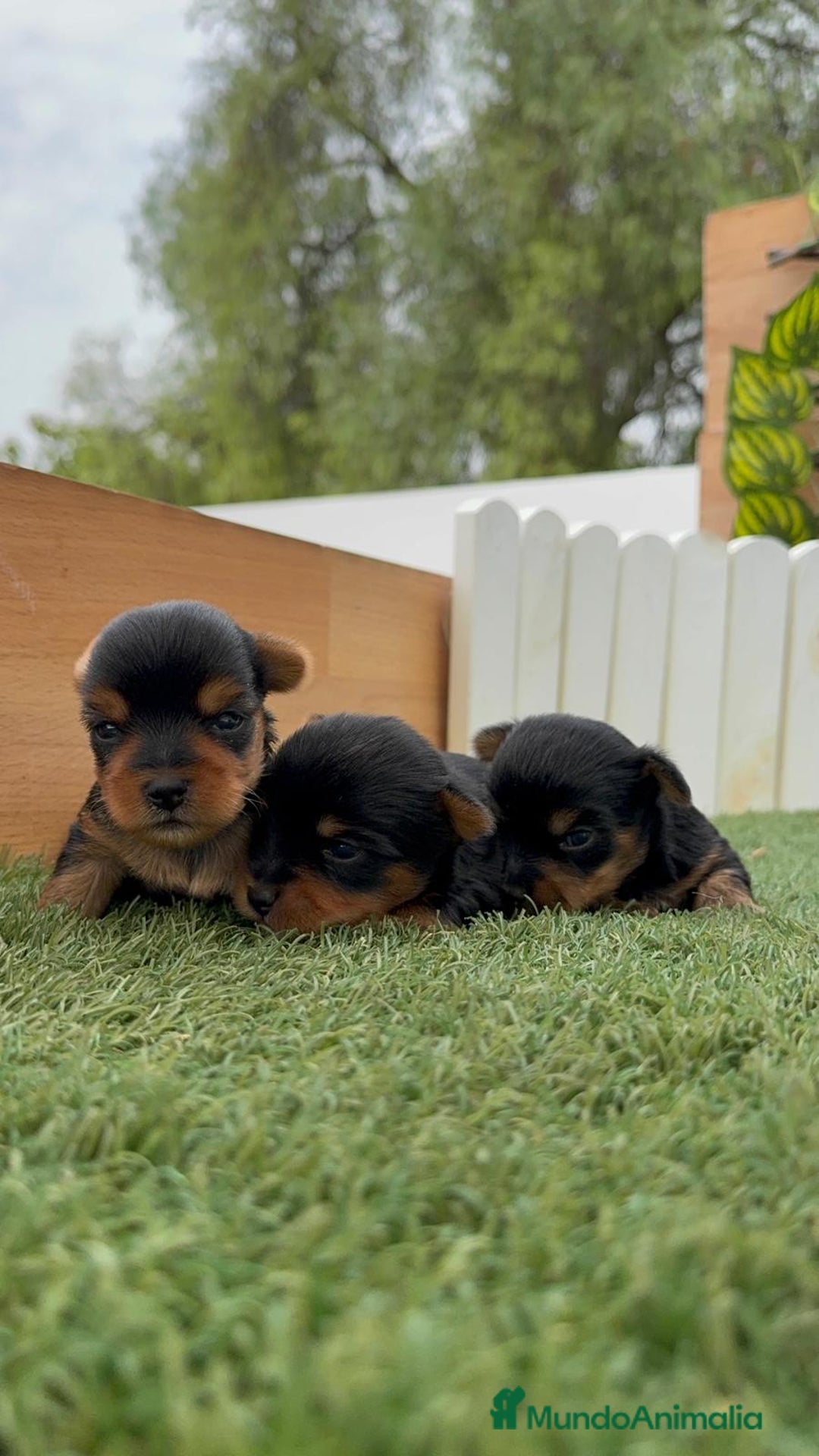 Yorkshire Terrier perros en venta: YORKSHIRE TERRIER MACHOS - Imagen 2