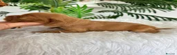 Cocker Spaniel Inglés perros en venta: COCKER SPANIEL INGLES - Anuncio 12