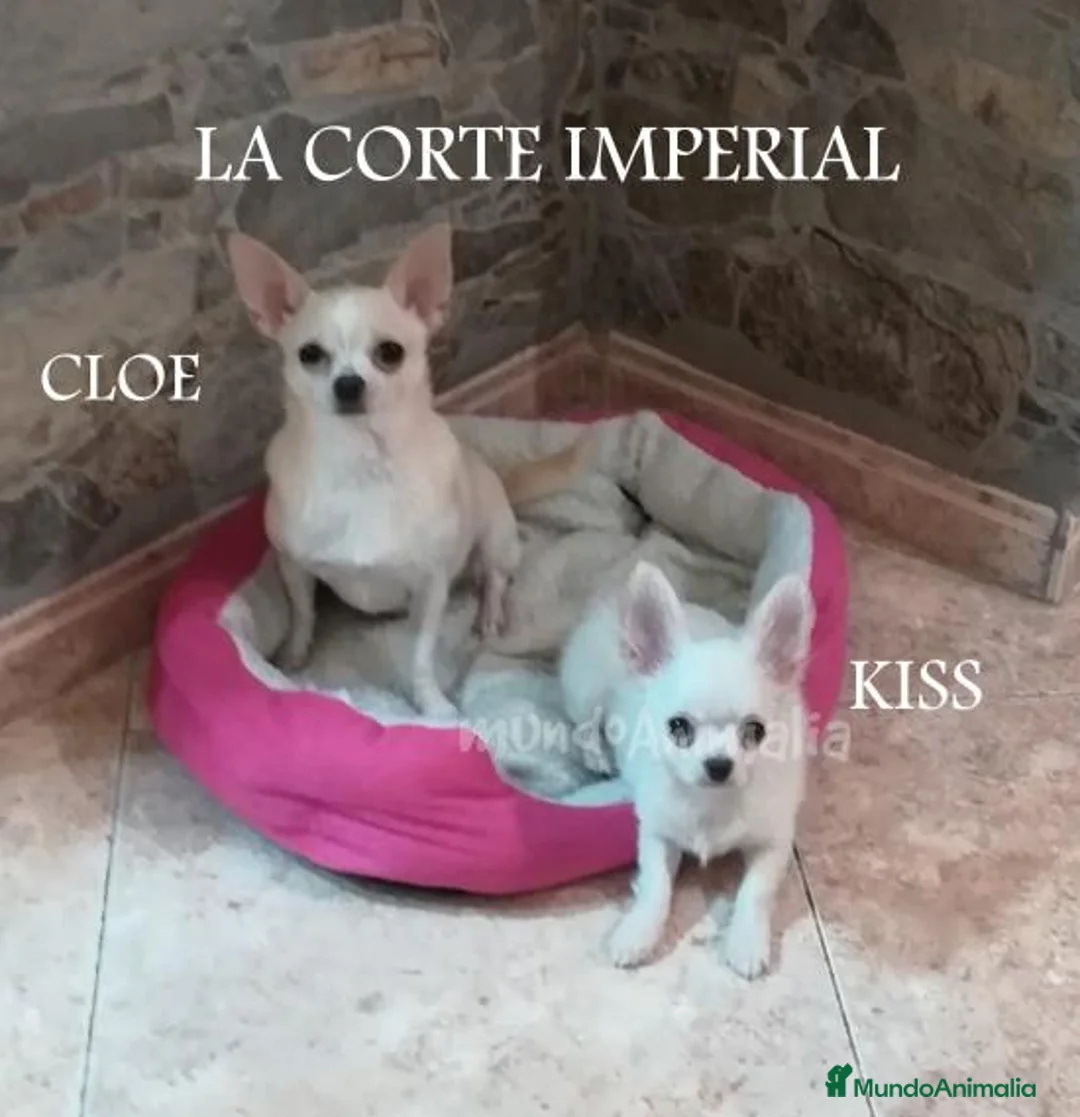 Imagen de galería {{count}}