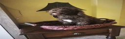 Perro de Agua Español perros en venta: Perra de agua - Anuncio 9