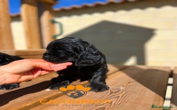Cocker Spaniel Inglés perros en venta: Cocker negro - Imagen 3
