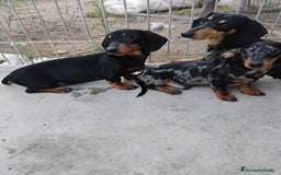 Teckel perros en venta: Cachorros teckel  - Imagen 3