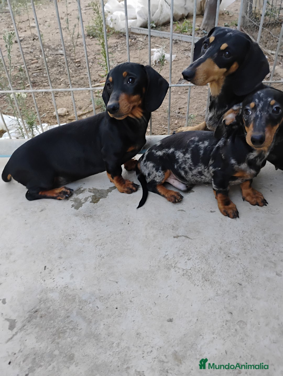 Teckel perros en venta: Cachorros teckel  - Imagen 3