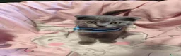 Scottish Fold gatos en venta: Scottish fold blue - Anuncio 3