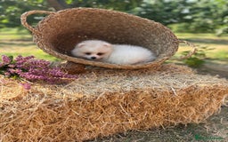 Pomerania perros en venta: Pomerania listo para conocer a su nueva familia.  - Imagen 9