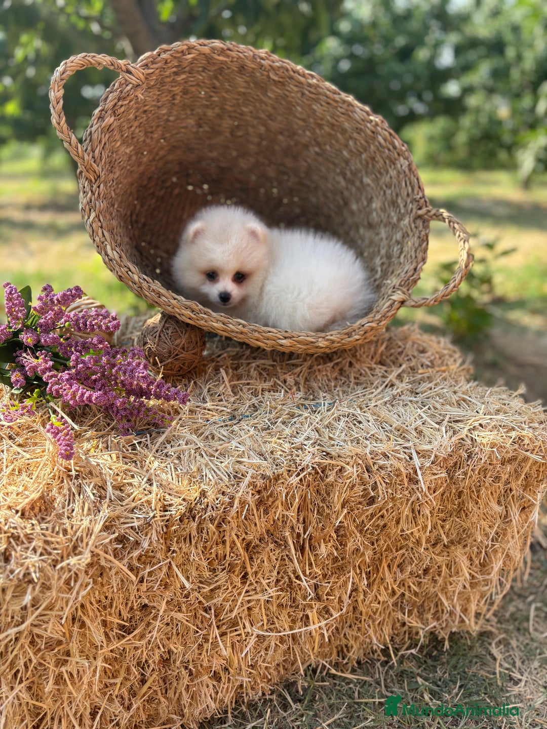 Pomerania perros en venta: Pomerania listo para conocer a su nueva familia.  - Imagen 9