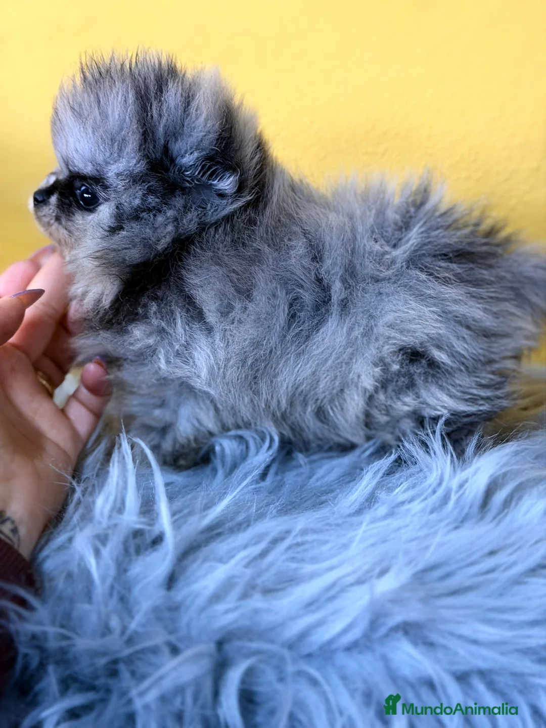 Pomerania perros en venta: Pomerania merlé - Anuncio 4