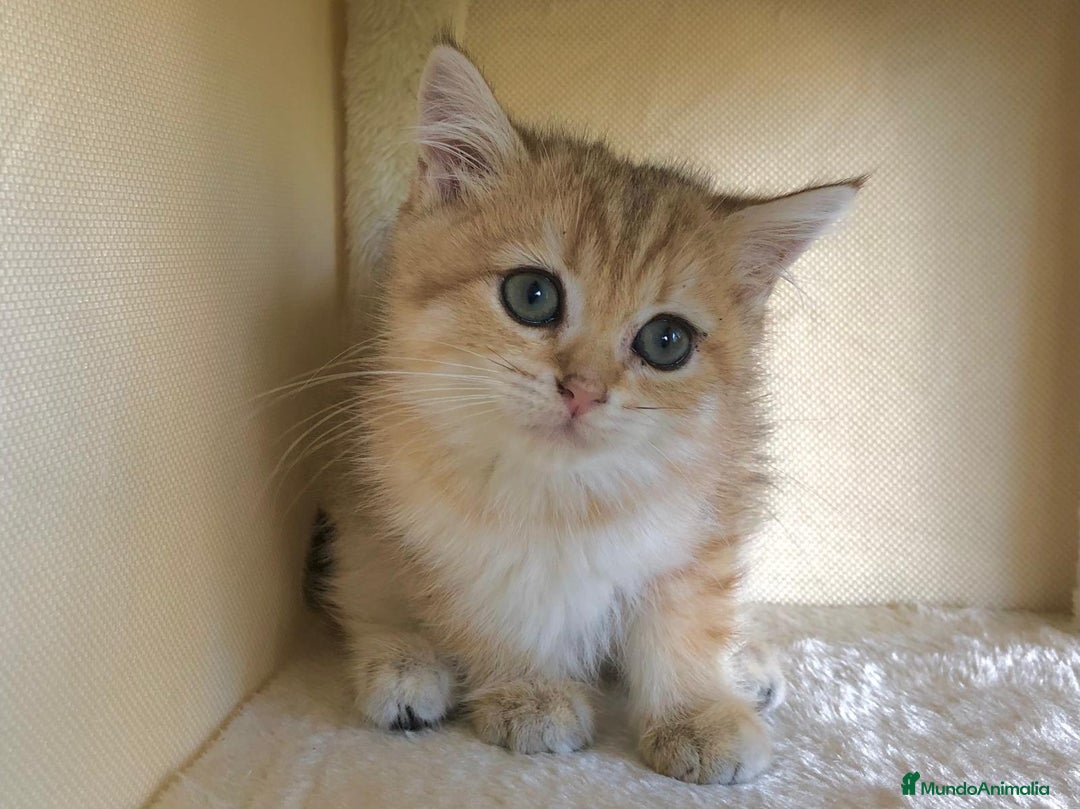 Británico de Pelo Corto gatos en venta: BRITISH GOLDEN TABBY CHINCHILLA HEMBRA - Imagen 1