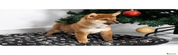 Shiba Inu perros en venta: Cachorras de Shiba Inu  - Anuncio 3