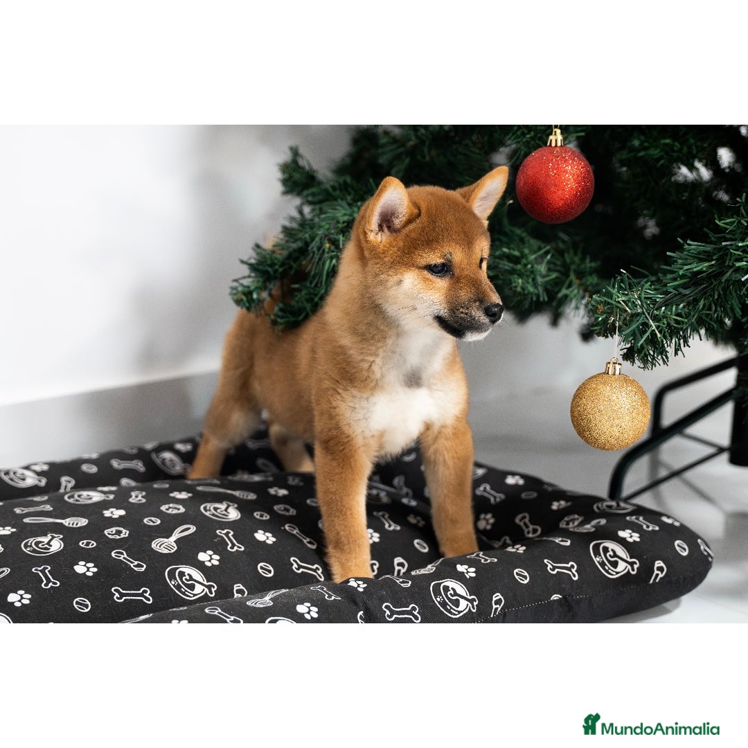 Shiba Inu perros en venta: Cachorras de Shiba Inu  - Anuncio 3