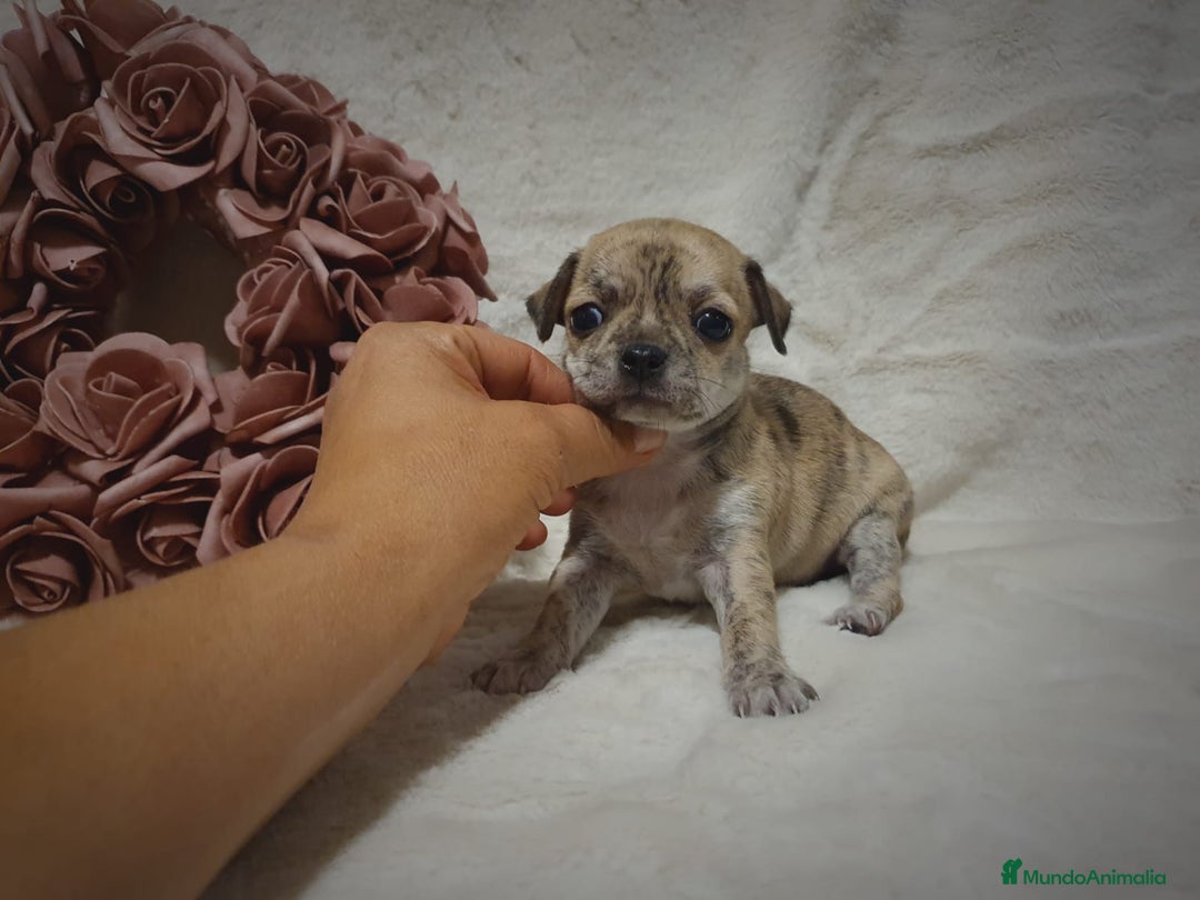Chihuahua perros en venta: Perro Chihuahua  - Imagen 14
