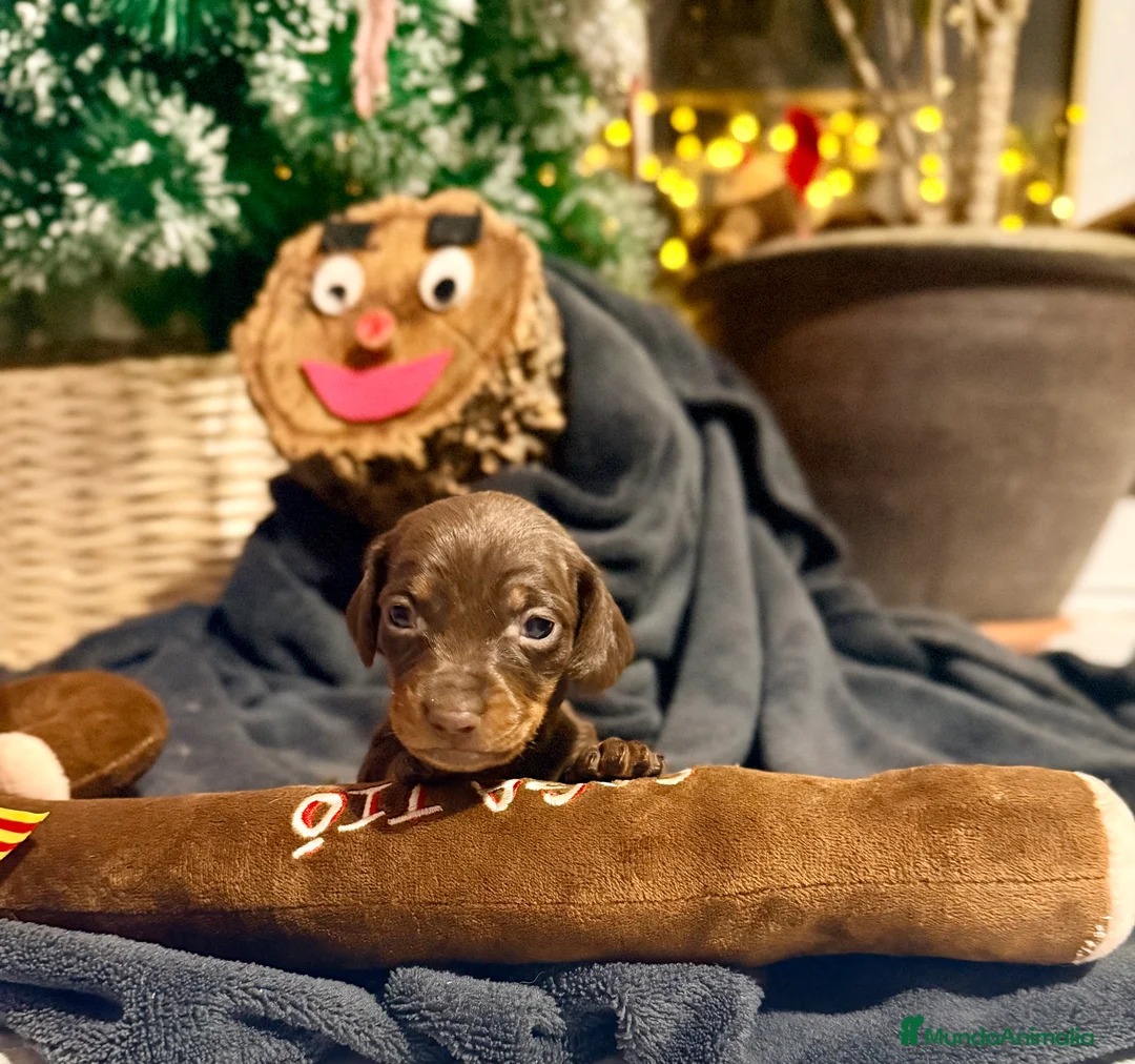 Teckel perros en venta: CAMADA DE TECKEL - Anuncio 7