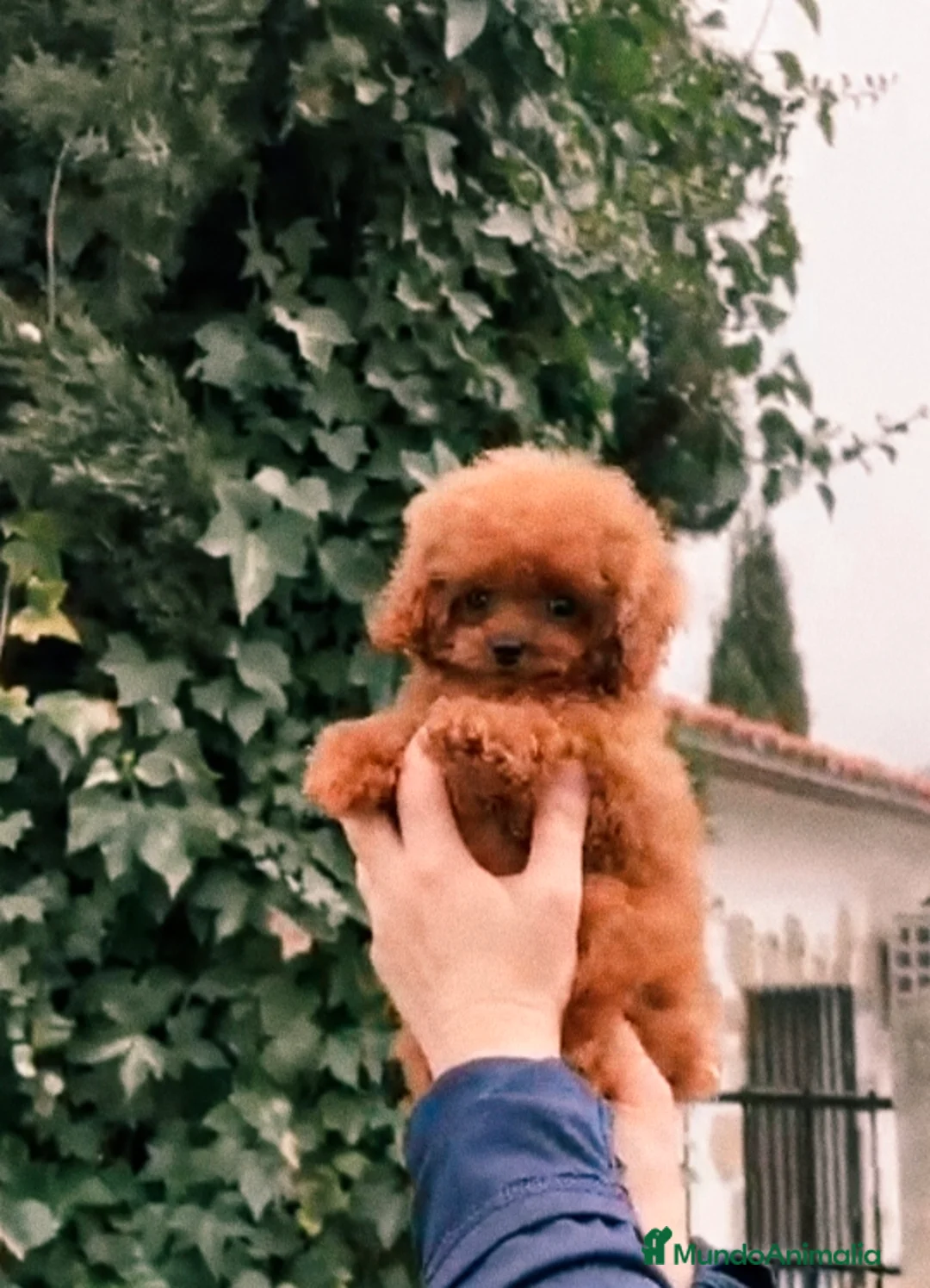 Caniche Toy perros en venta: Hembrita línea asiática 💯 micro  - Anuncio 2