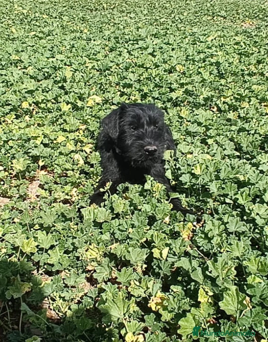 Schnauzer Gigante perros en venta: SchnauzerGiganteMachos - Anuncio 3