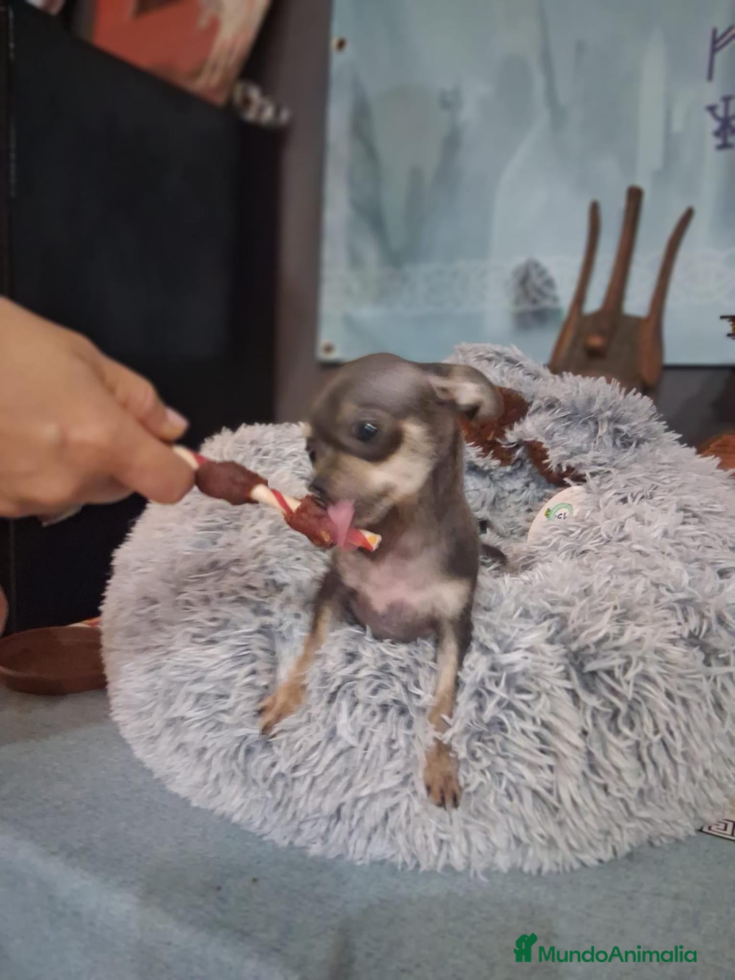 Chihuahua perros Hembras de chihuahua muy pequeña  - Anuncio 7