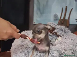Chihuahua perros Hembras de chihuahua muy pequeña - Anuncio 7