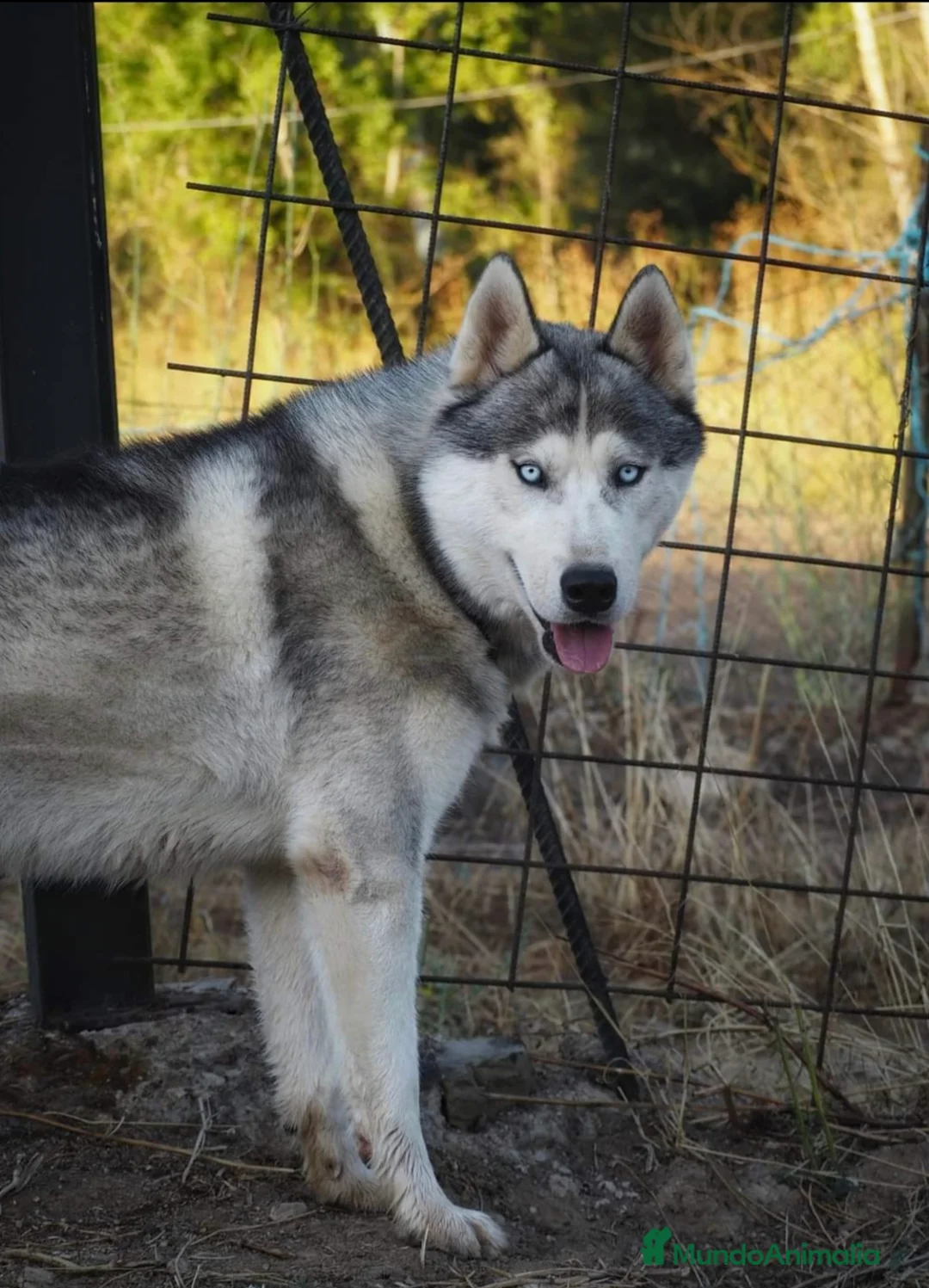 Husky Siberiano perros para monta: Se abre a monta Blue en Badajoz - Anuncio 2